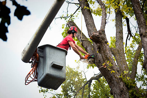 Best Emergency Tree Removal  in On Top Of The World Designated Place, FL